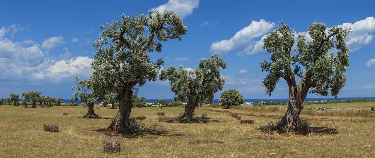 Masseria Palombara Grande Остуни Экстерьер фото